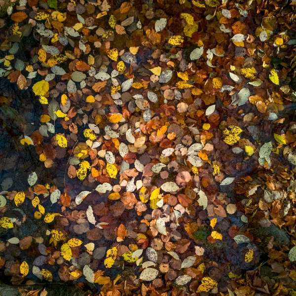 Feuilles d'automne multicolores allongées sur le sol — Photo