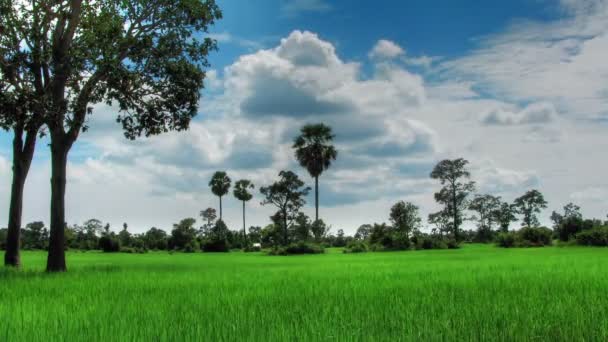 Campo de arroz verde lapso de tiempo lazo — Vídeo de stock