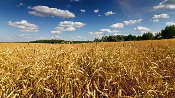 Campo de trigo lapso de tiempo — Vídeos de Stock