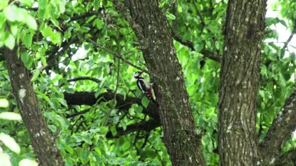 Woodpecker on a deciduous tree Stock Footage