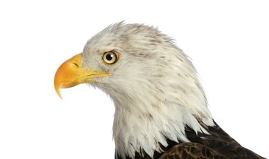 Kel kartal başkanı