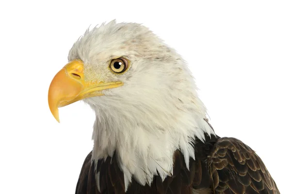 Aquila calva — Foto Stock