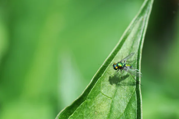 Zelená dlouho legged létat na list — Stock fotografie