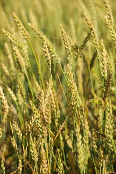 Campo di grano — Foto Stock