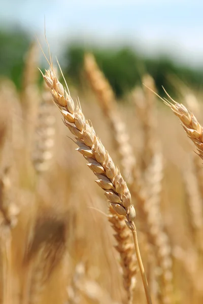 Field of Wheat — Stock Photo, Image