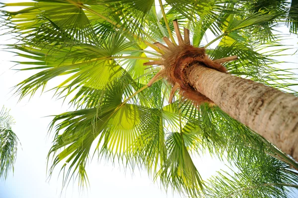 Palm tree pohled zespodu — Stock fotografie