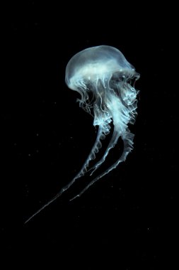 atlantik deniz otu denizanası
