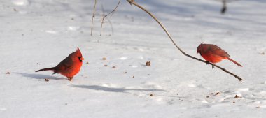 Cardinals üzerinde kar