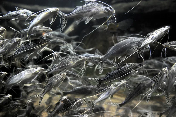 School of Tropical Spotted Catfish — Stock Photo, Image