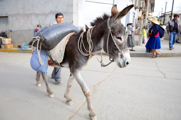 Donkey portant des produits sur le marché — Photo