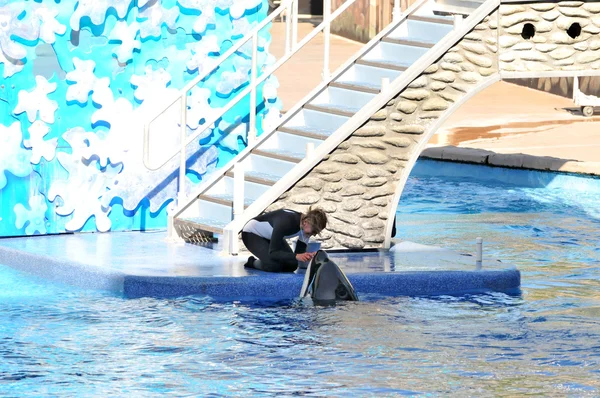 Entrenador alimentando ballena asesina — Foto de Stock