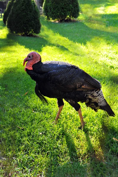 Wild Turkey — Stock Photo, Image