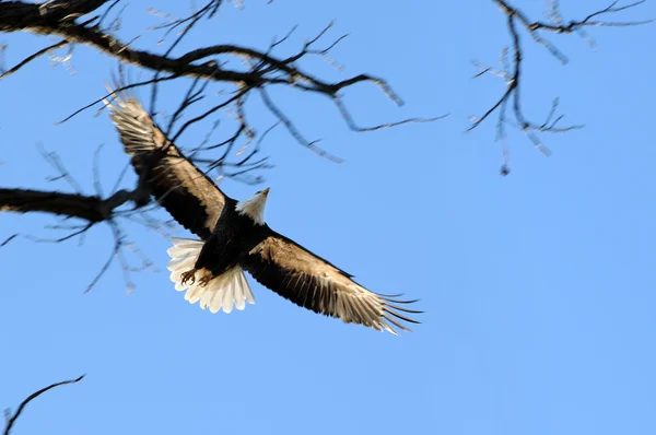 Aquila calva in volo — Foto Stock