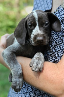 Alman shorthaired pointer yavru