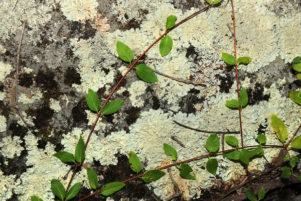 Lichen on Granite Rock — Stock Photo, Image