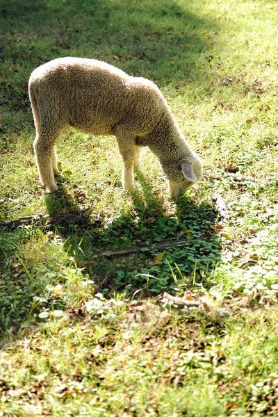 子羊の放牧 — ストック写真
