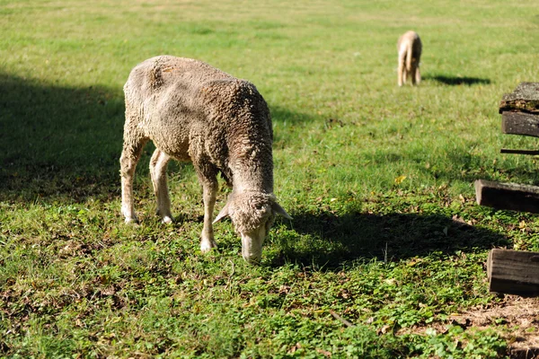 Schafe und Lämmer weiden — Stockfoto