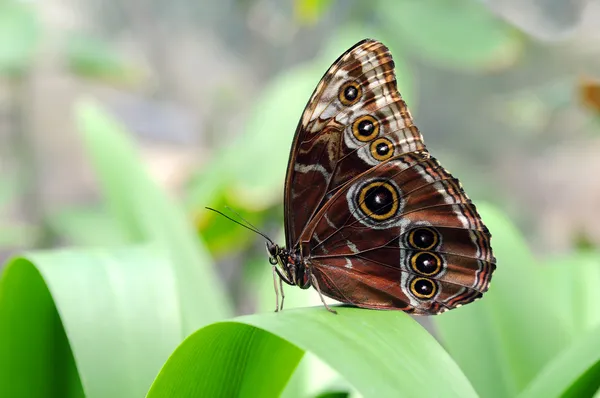 Morpho Mariposa encaramada en la hoja — Foto de Stock