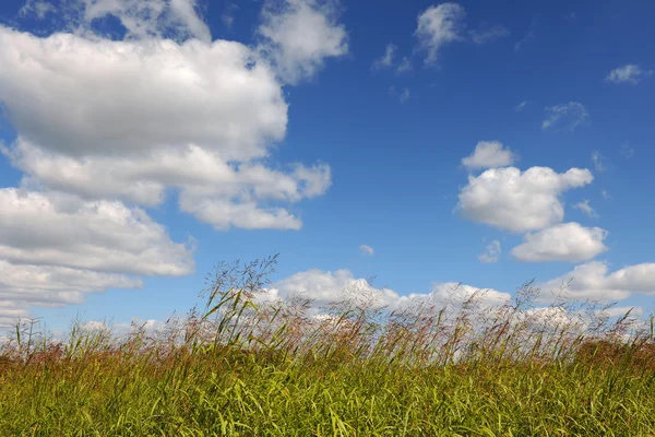 Landscape with Glassland — Stock Photo, Image