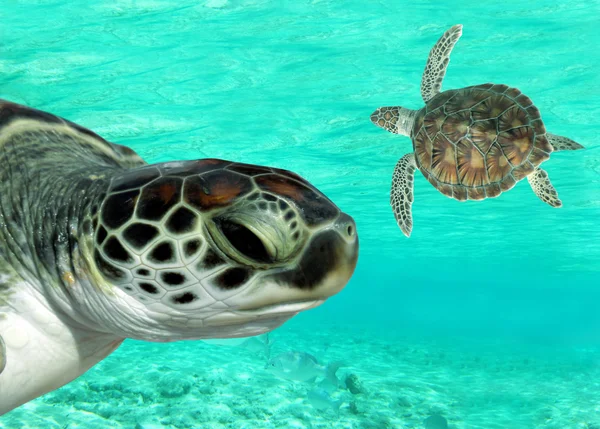 Морские черепахи — стоковое фото