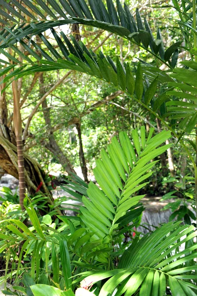 Tropischer Regenwald — Stockfoto