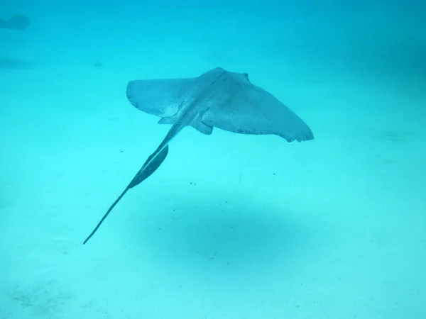 Stingray en aguas del Caribe — Foto de Stock