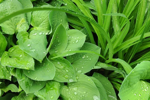 Leaves With Rain Drops — Stock Photo, Image