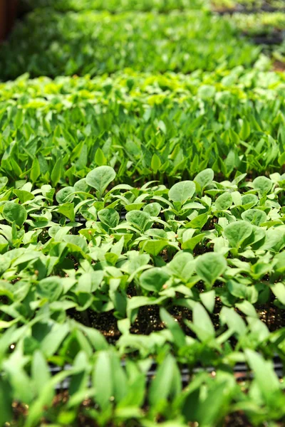 Seedlings in Nursery — Stock Photo, Image