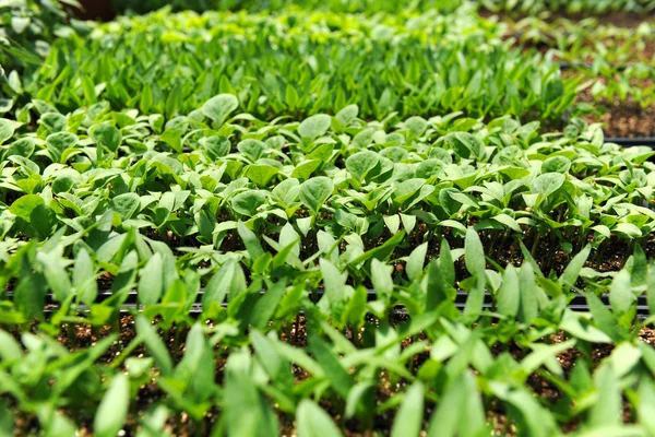 Unga plantor i plantskola — Stockfoto