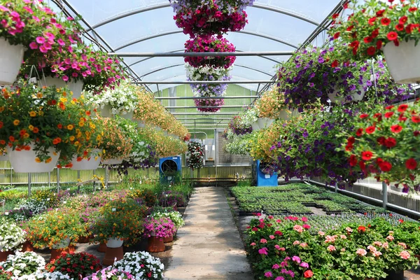 Greenhouse With Flowers — Stock Photo, Image