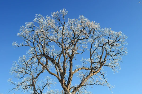 Δέντρο με πάγο στους κλάδους — Φωτογραφία Αρχείου