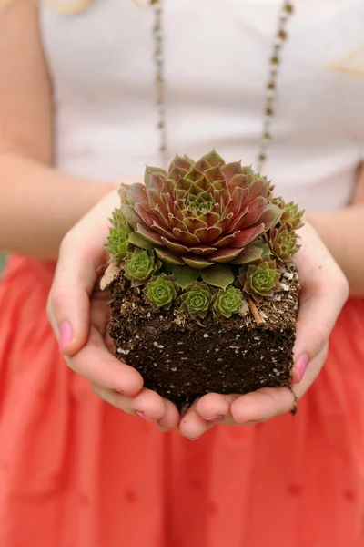 Mains de femme tenant plante — Photo