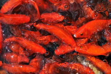 bir su birikintisi içinde yüzmeye goldfish