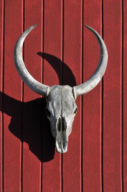 boğaya kırmızı ahşap üzerinde kafatası