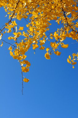 Ginkgo ağacı dalları