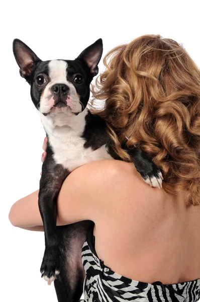 Boston Terrier Sobre o ombro da mulher — Fotografia de Stock