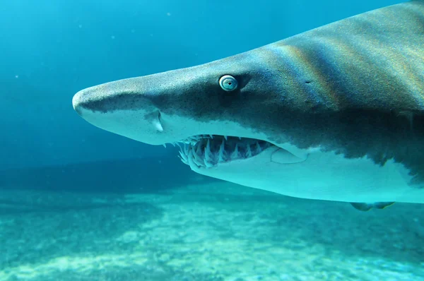 Sand Shark in Close Up View — Stock Photo, Image