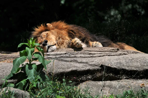 León descansando sobre roca — Foto de Stock