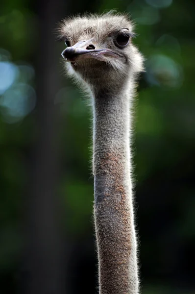 Cabeza y cuello de avestruz — Foto de Stock