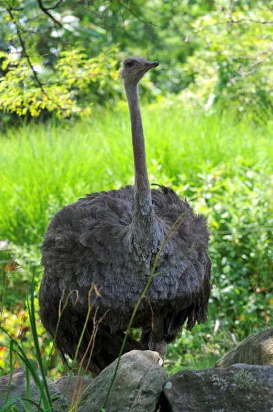 Struisvogel — Stockfoto