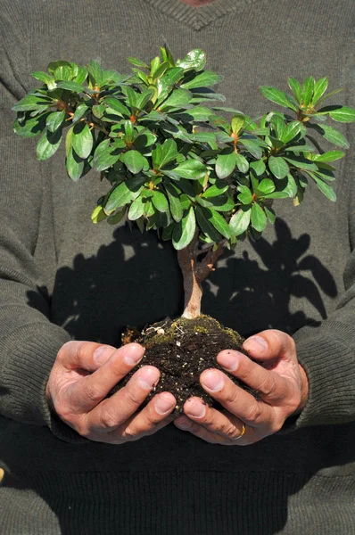 Homem segurando pequena árvore em mãos — Fotografia de Stock