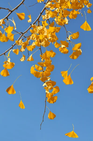 Leaves Falling From Ginkgo Tree — Stock Photo, Image