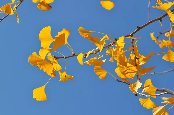 Ginkgo Tree Leaves In the Fall — Stock Photo, Image