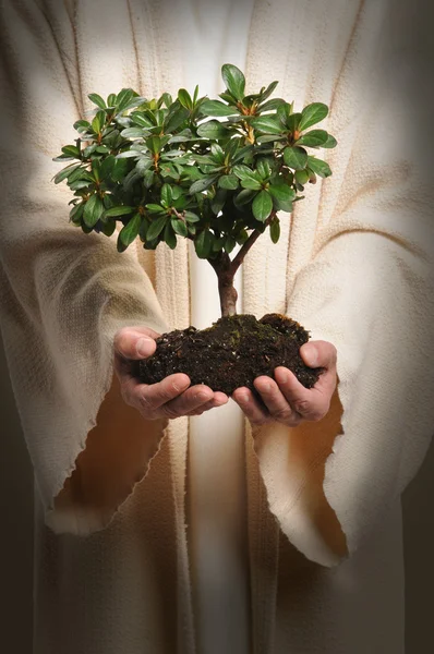 Jesus händer med träd — Stockfoto