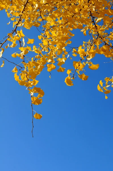 Ginkgo Tree Branches — Stock Photo, Image