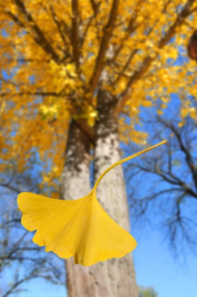 Ginkgo Tree leaf Falling — Stock Photo, Image