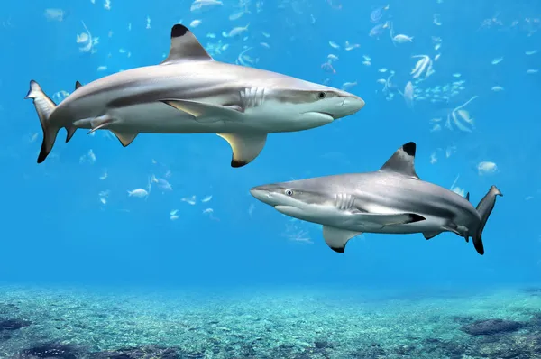 Tiburones de arrecife Blacktip nadando en aguas tropicales Imagen de archivo