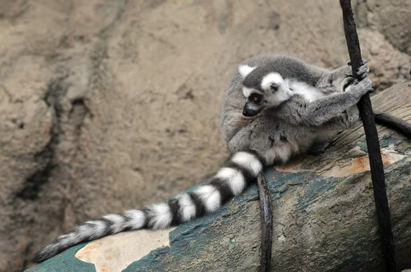 Ring-Tailed Maki Stok Resim