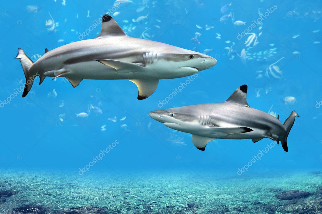 Blacktip Reef Sharks Swimming in Tropical Waters — Stock Photo