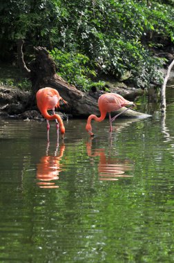 flamingoların beslenme